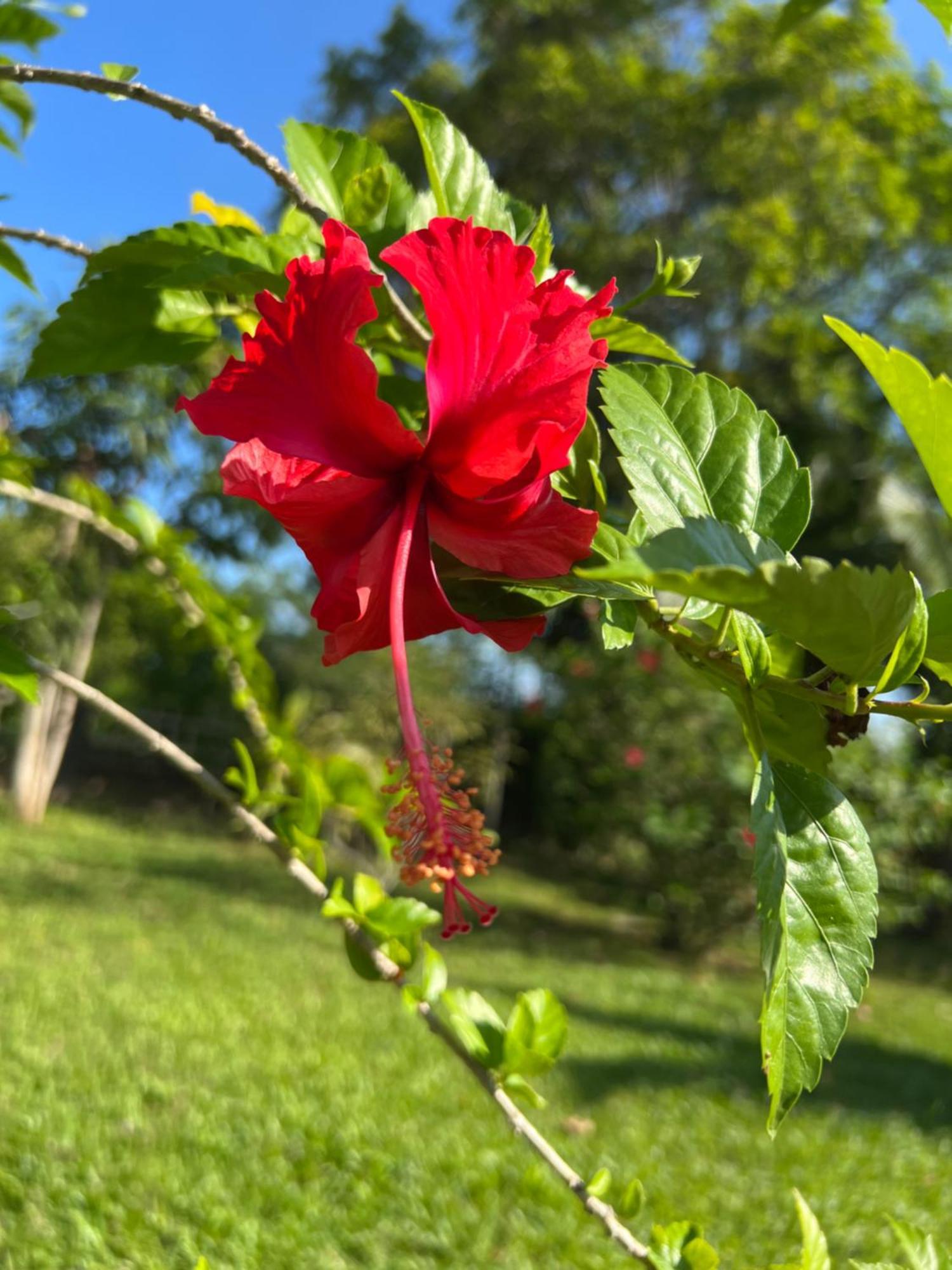 פנתאי צנאנג Lovely Garden Villas מראה חיצוני תמונה